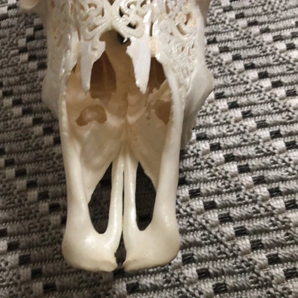 Carved cows skull - Picture 2 of 4